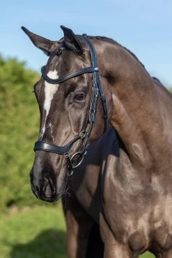 LeMieux Arika Drop Bridle -Sports - Horse Equipment Shop 9WM0F 099 04